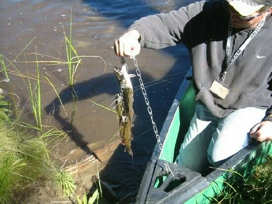Ershim fish 1.webp