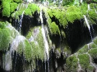 fern 1.webp