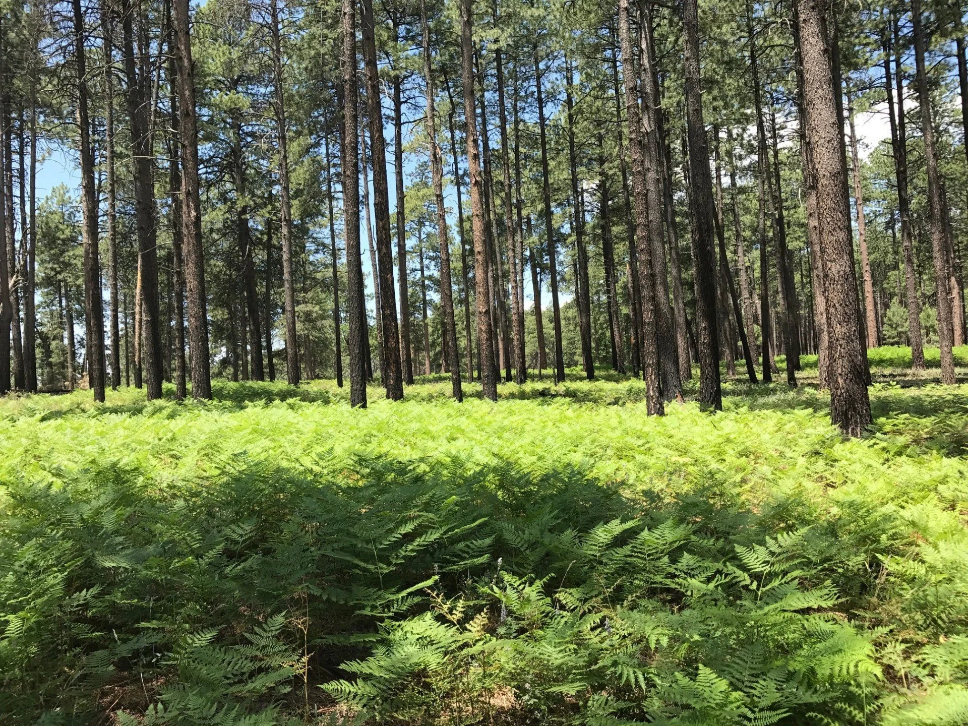 ferns.webp