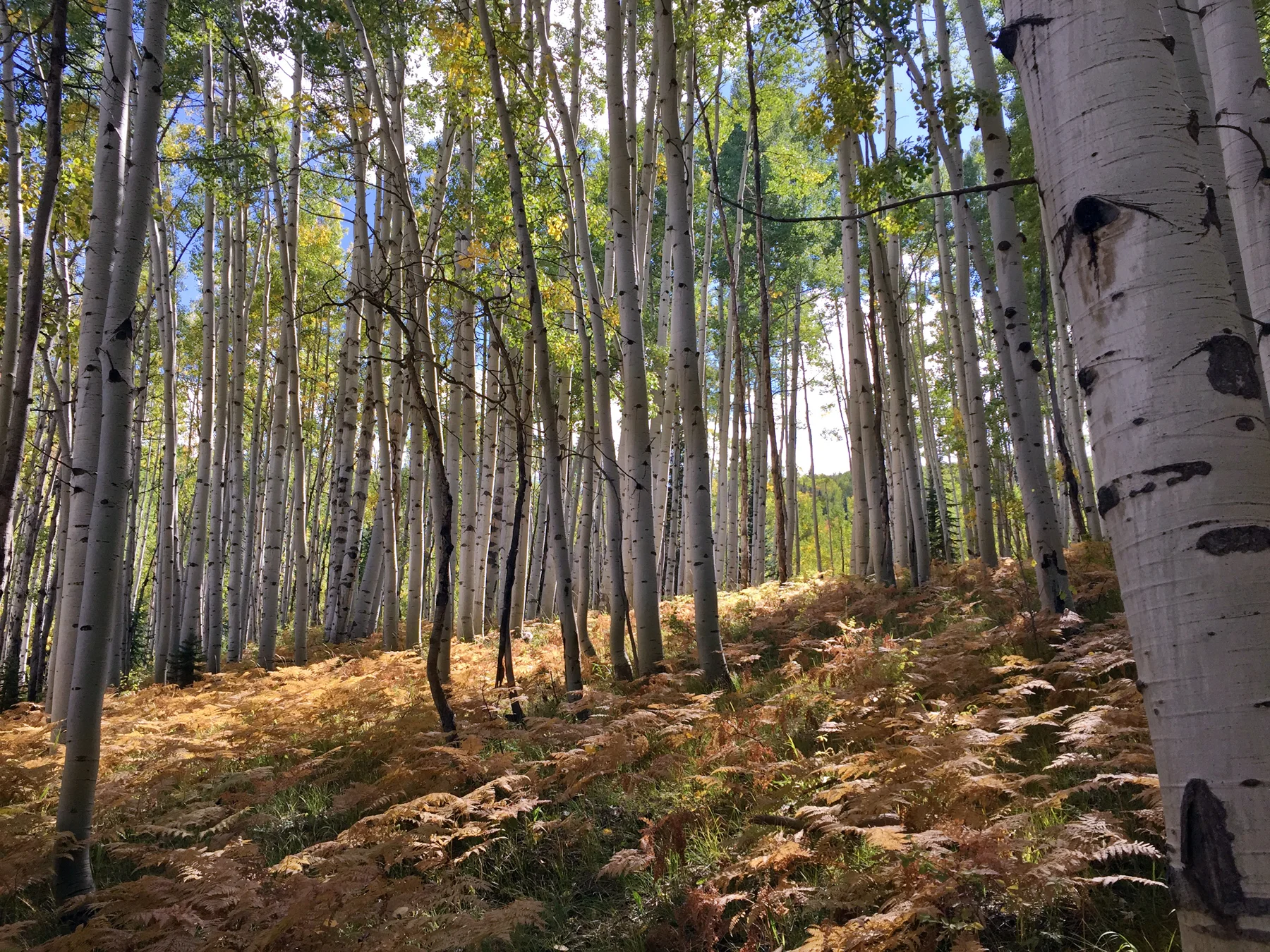 ferns.webp