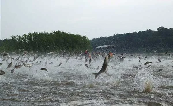 fish.jpg
