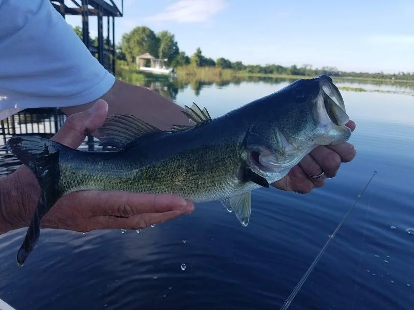 Fishing1.webp