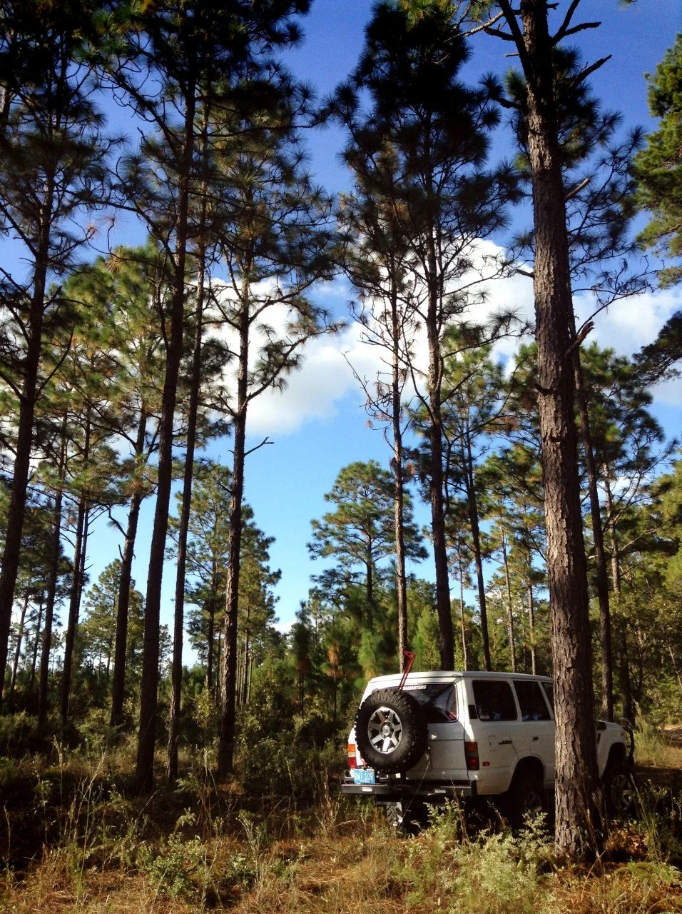 Fj60 in the FOrest.webp