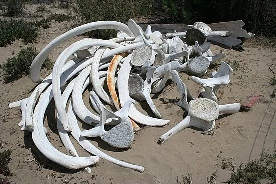 fj80 bones.webp