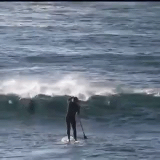 Flipper.gif