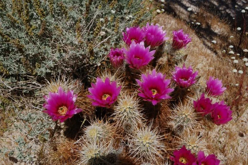 Flowers.webp