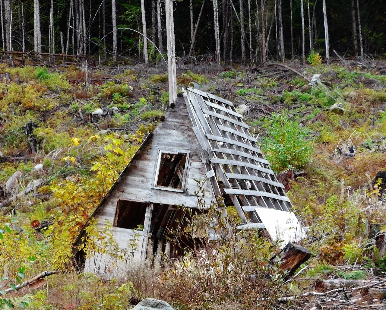 Forest Shack (1280x1028).webp