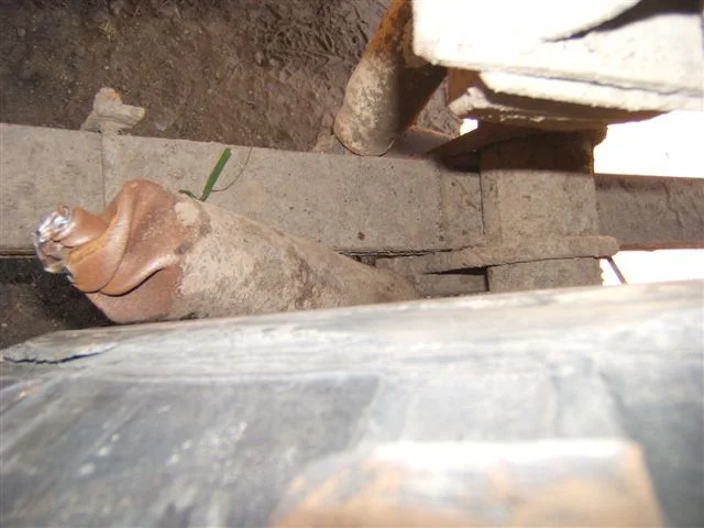 Frogstomper driveshaft (1).webp