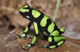 G&B frog.webp