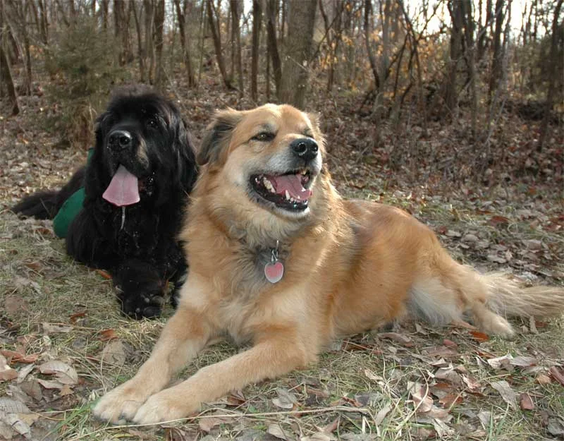 g-hill-dogs-crop.webp