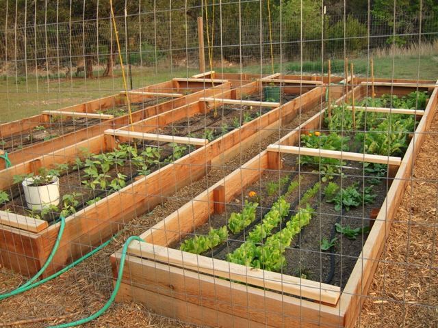 garden.jpg