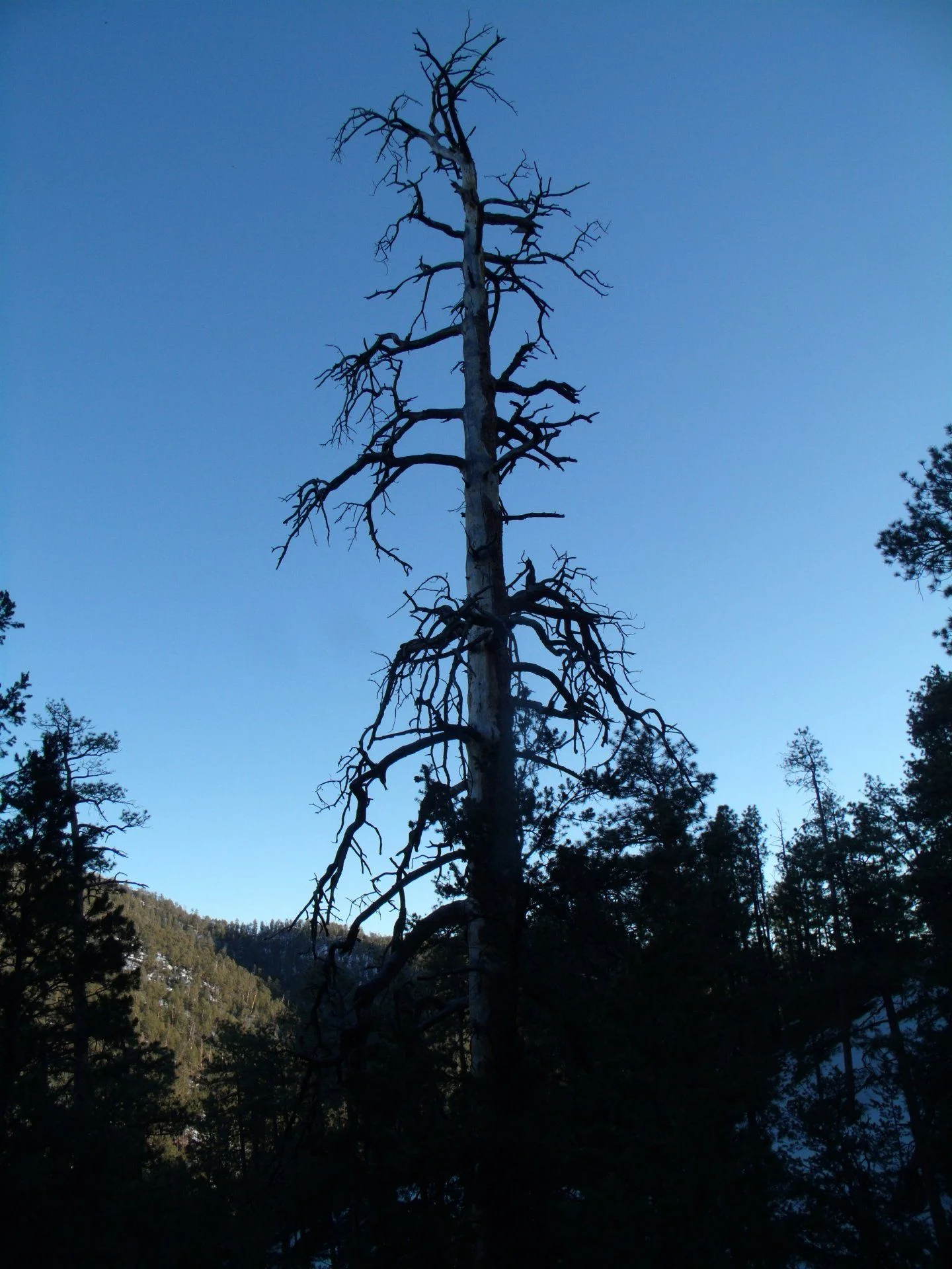 GEDC2235.webp