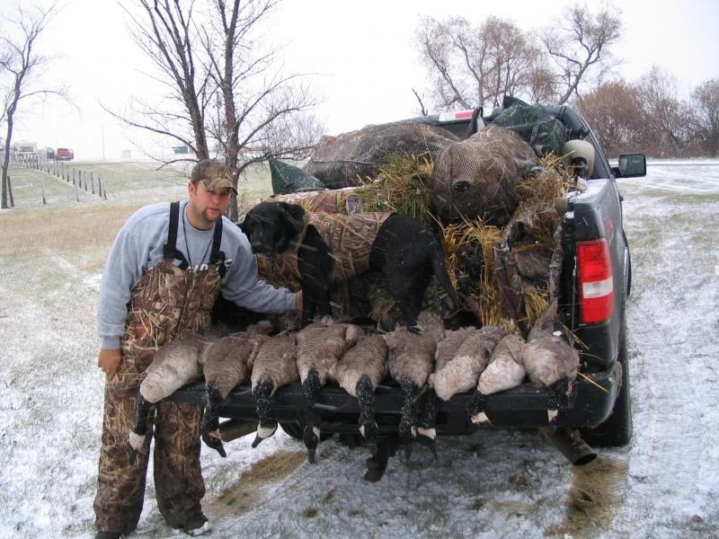 Geese.webp