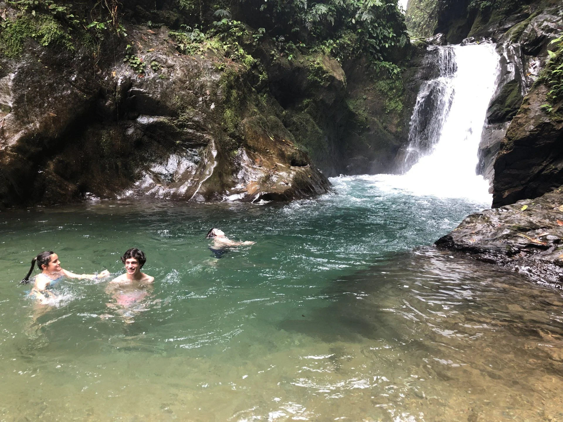 glass frog falls.webp
