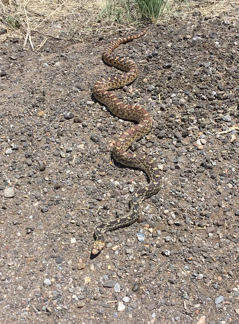 gopher snake1 5-1-22.webp