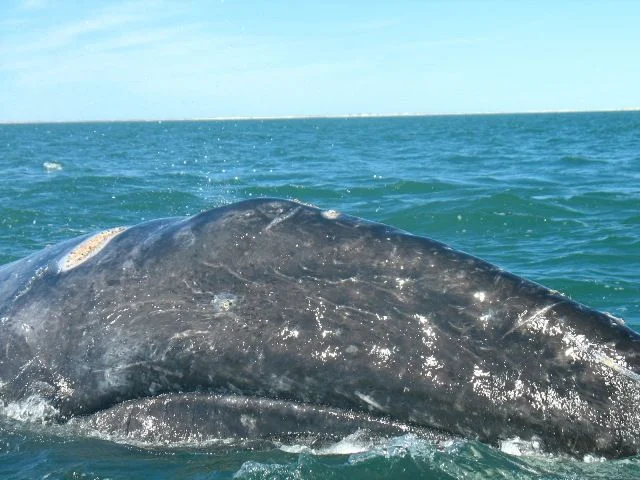 gray_whale1.webp