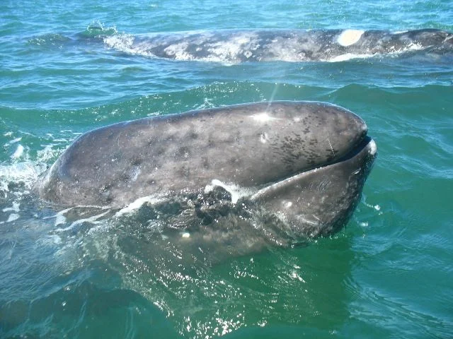 gray_whale3.webp