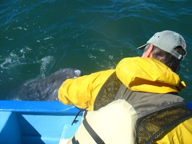 gray_whale_jon.webp