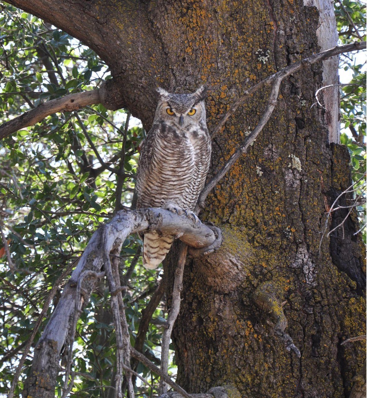Grumpy owl.jpg
