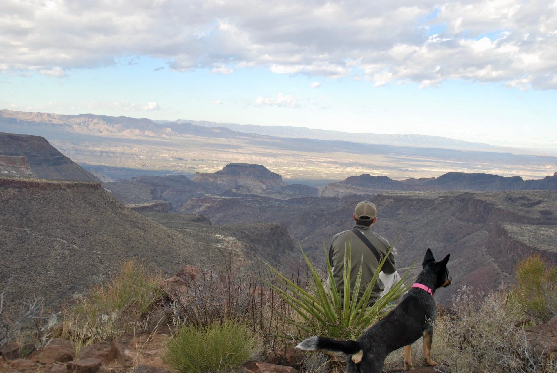 Guale 3_T dog.webp