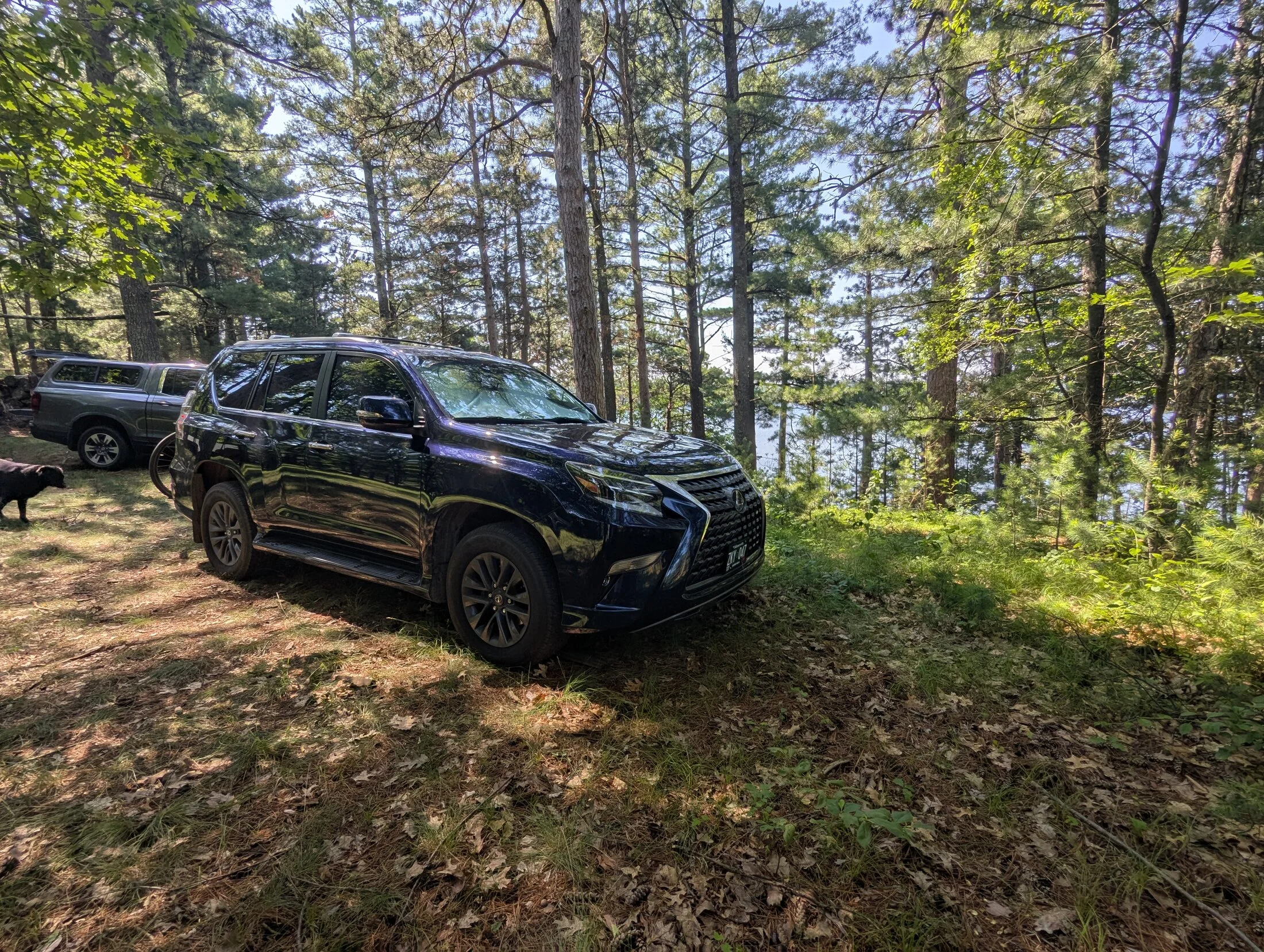 GX Woods.webp