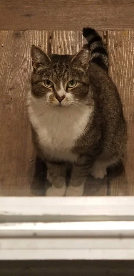 Hangry Wilma.webp