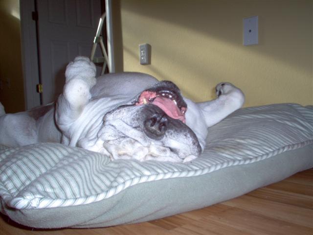 Harley out cold.jpg