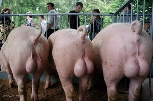 hugehogballs.webp