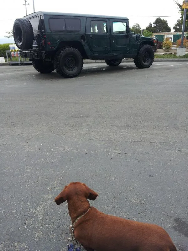 hummer2.webp