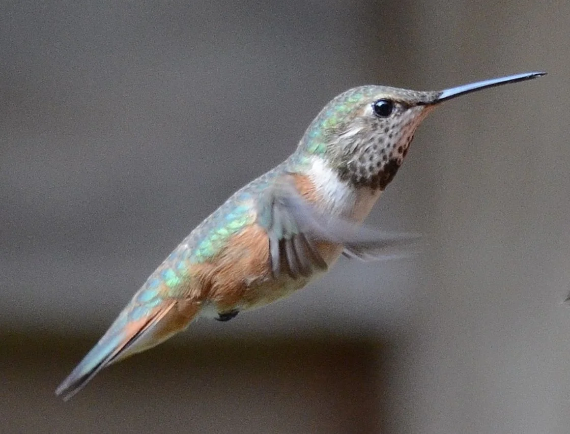 Hummer9 (1280x957).webp