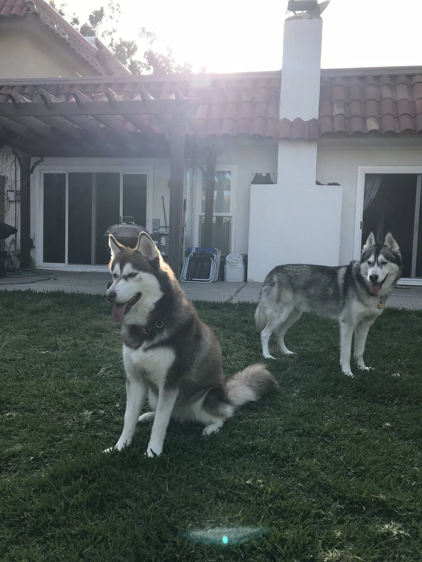 Huskies.webp