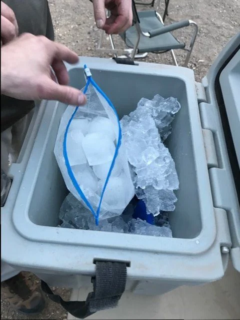 ICE.webp