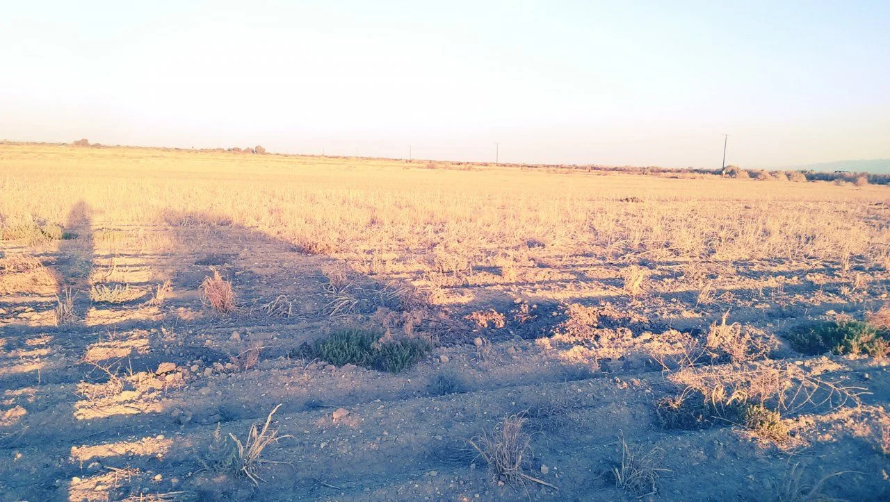IMAG2644.webp