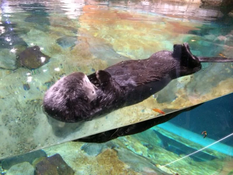 image-1544268603.webp