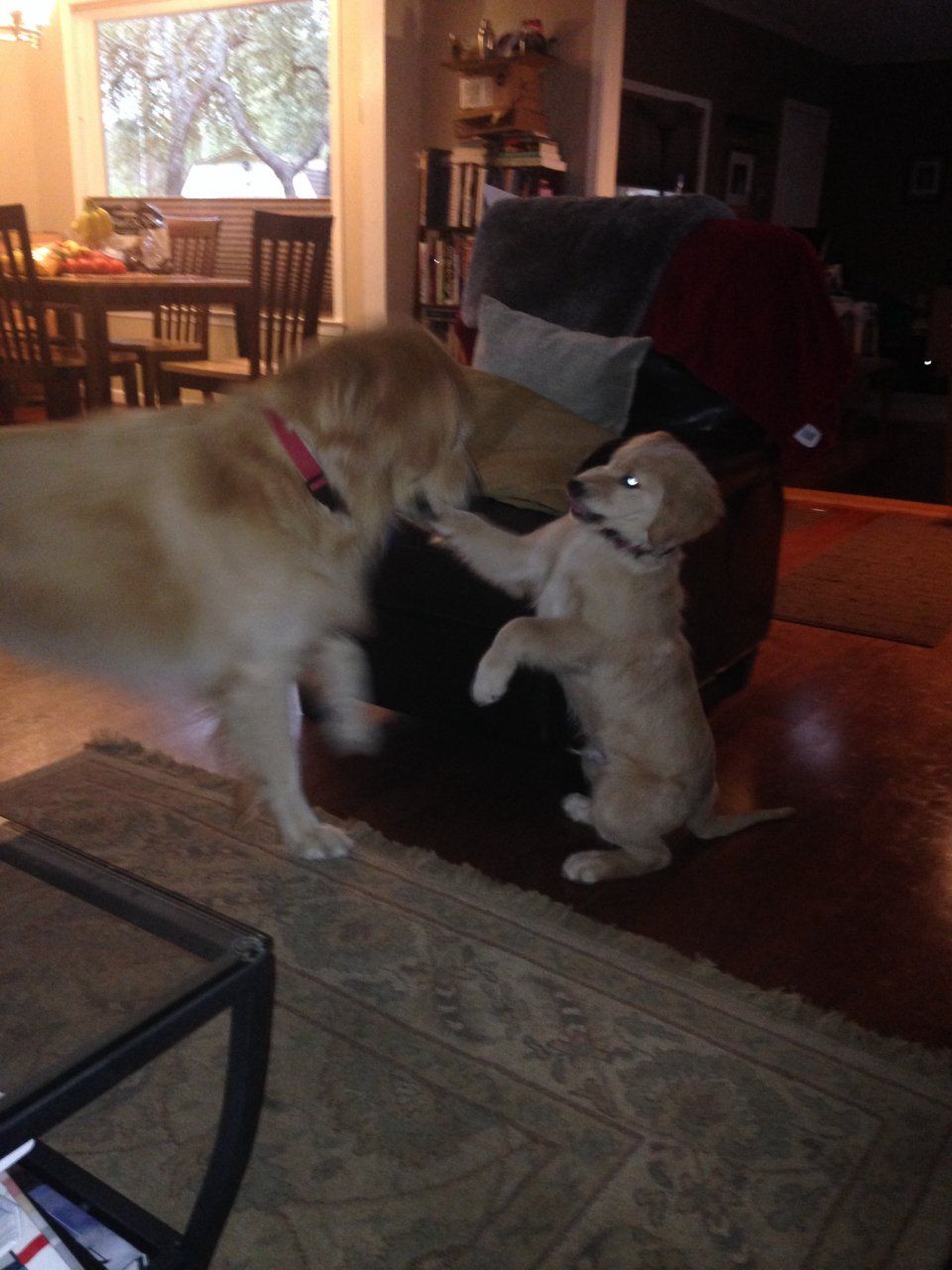 image.jpg