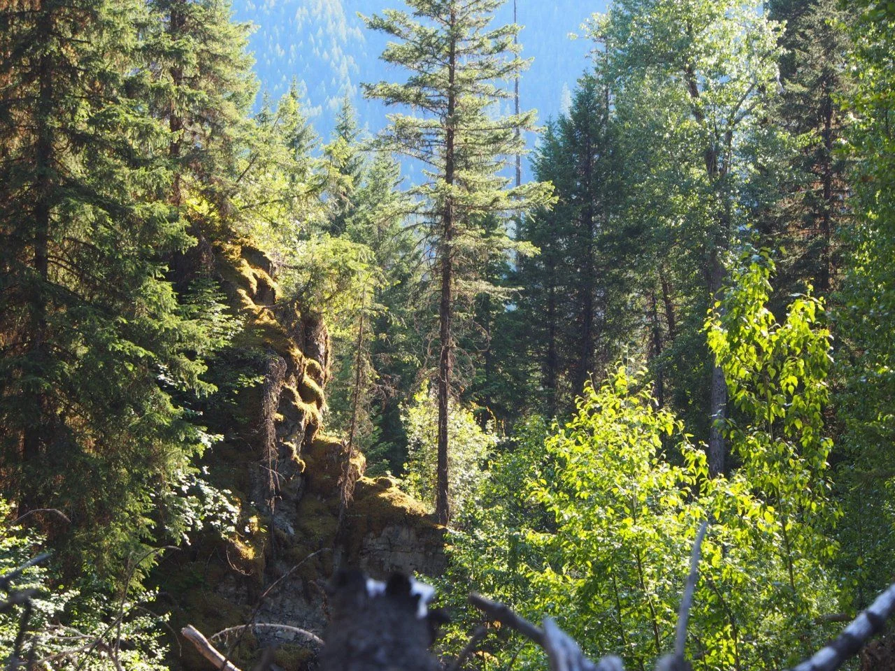 image.webp