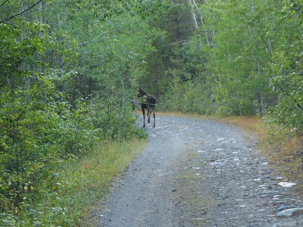 image.webp
