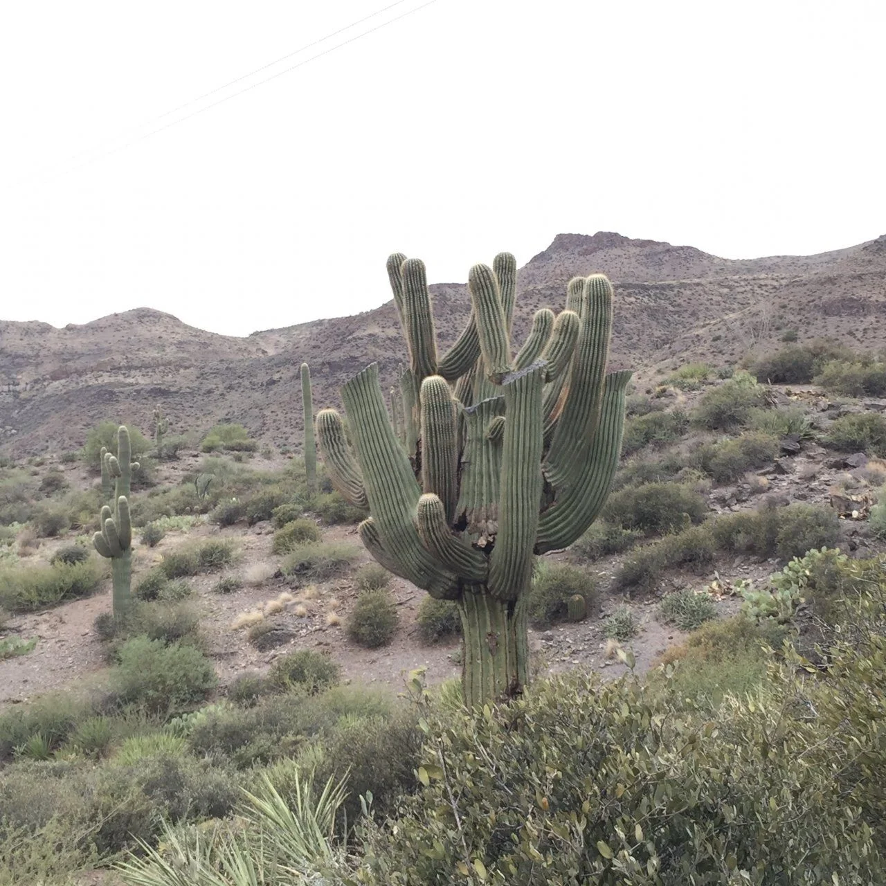 image.webp