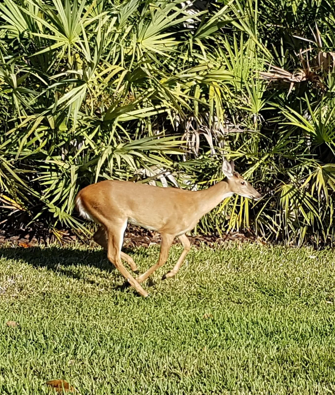 IMG-20170507-WA0003.webp