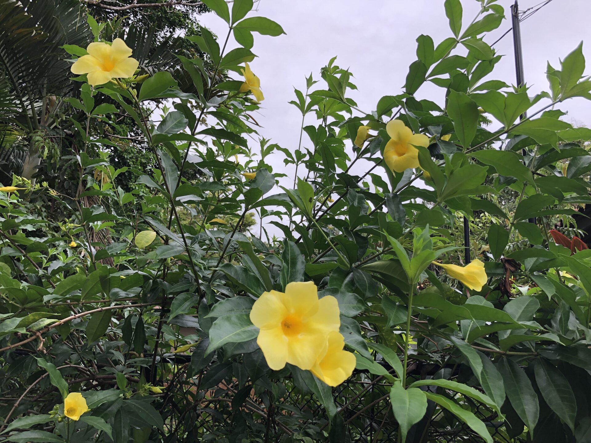 IMG_0106.jpeg