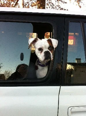 IMG_0141 [LC dogs].webp