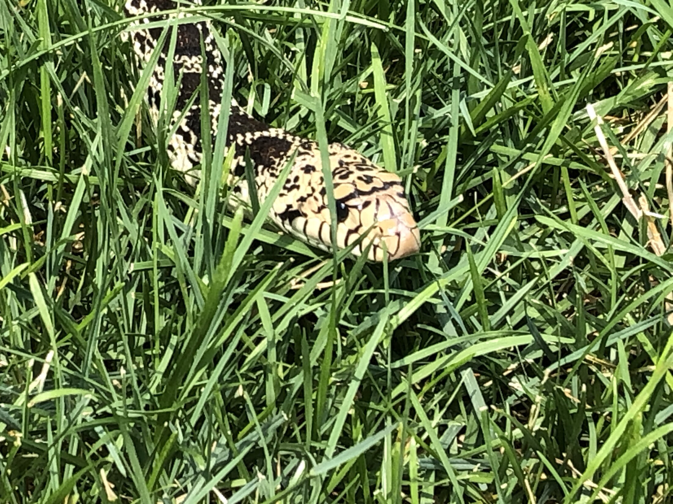 IMG_0211.jpeg