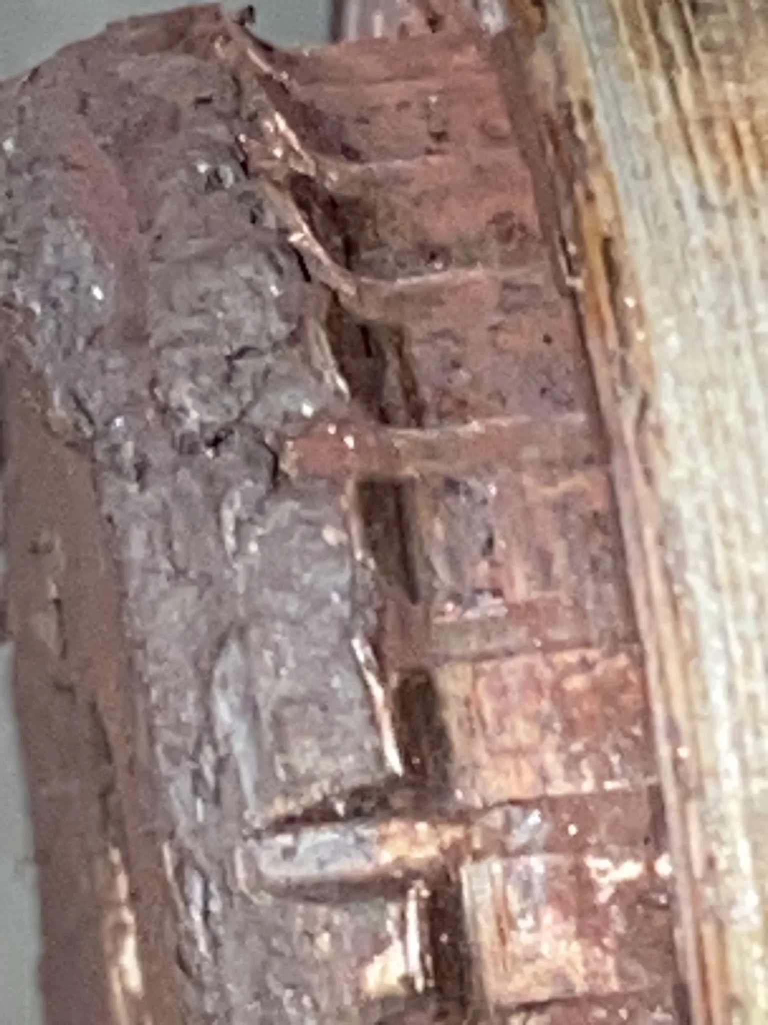 IMG_1454.JPEG
