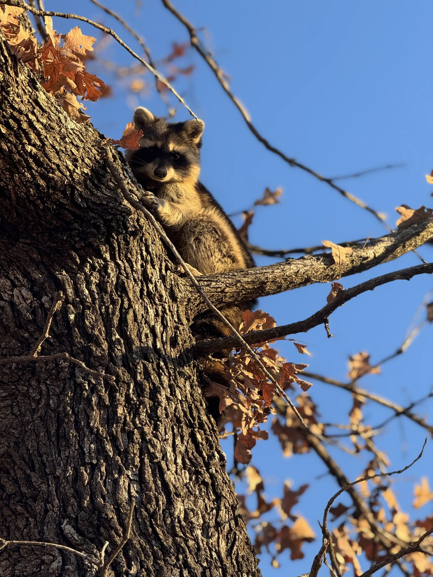 IMG_1919.jpeg