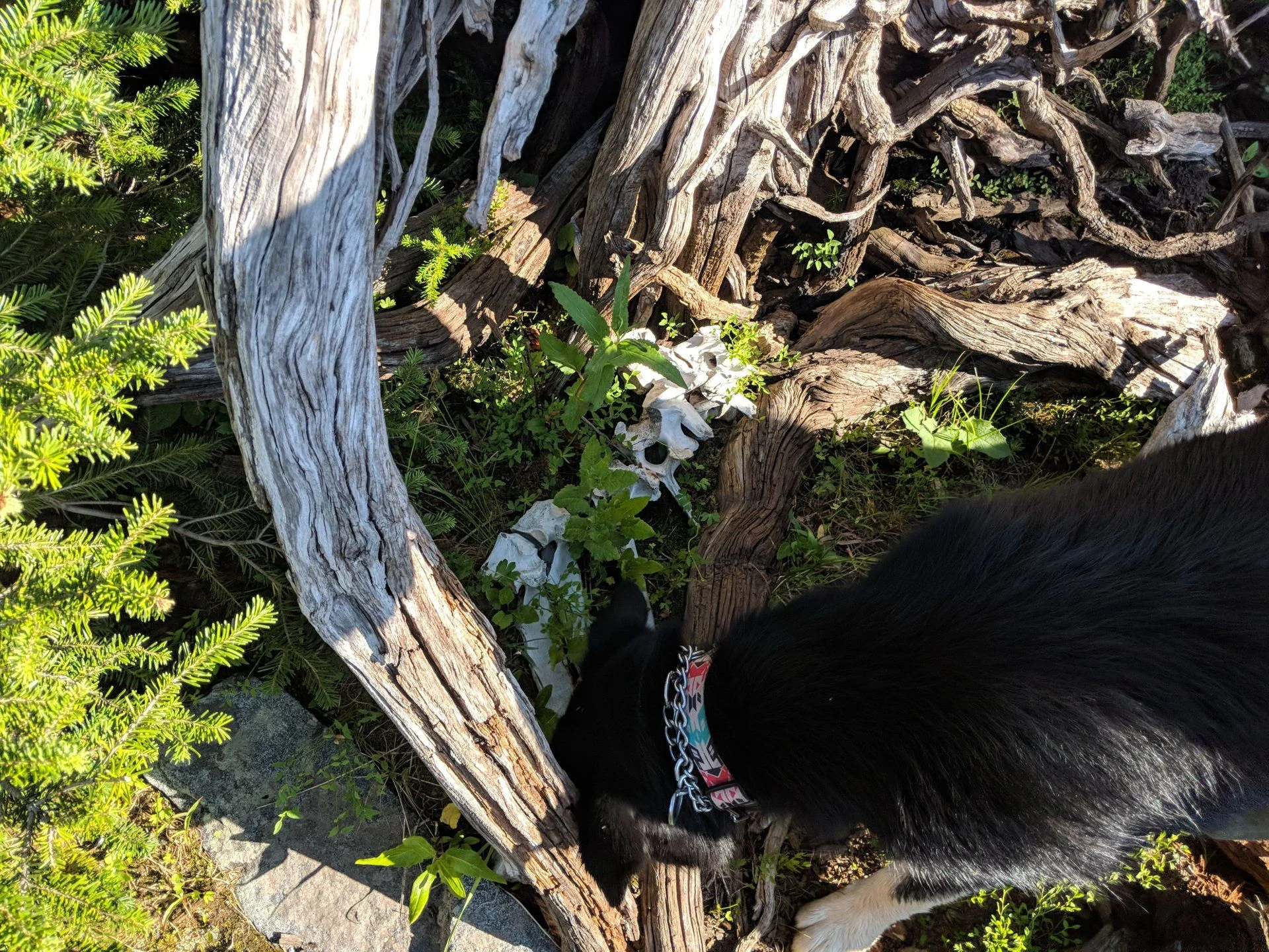 IMG_20180804_171121.webp
