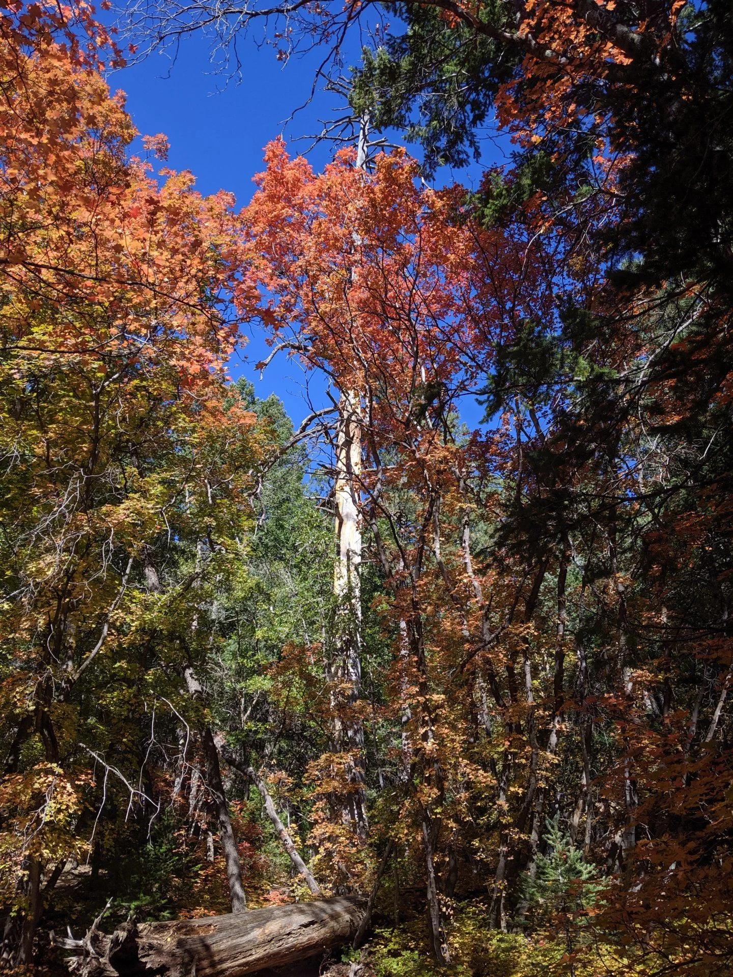 IMG_20191011_111007.webp