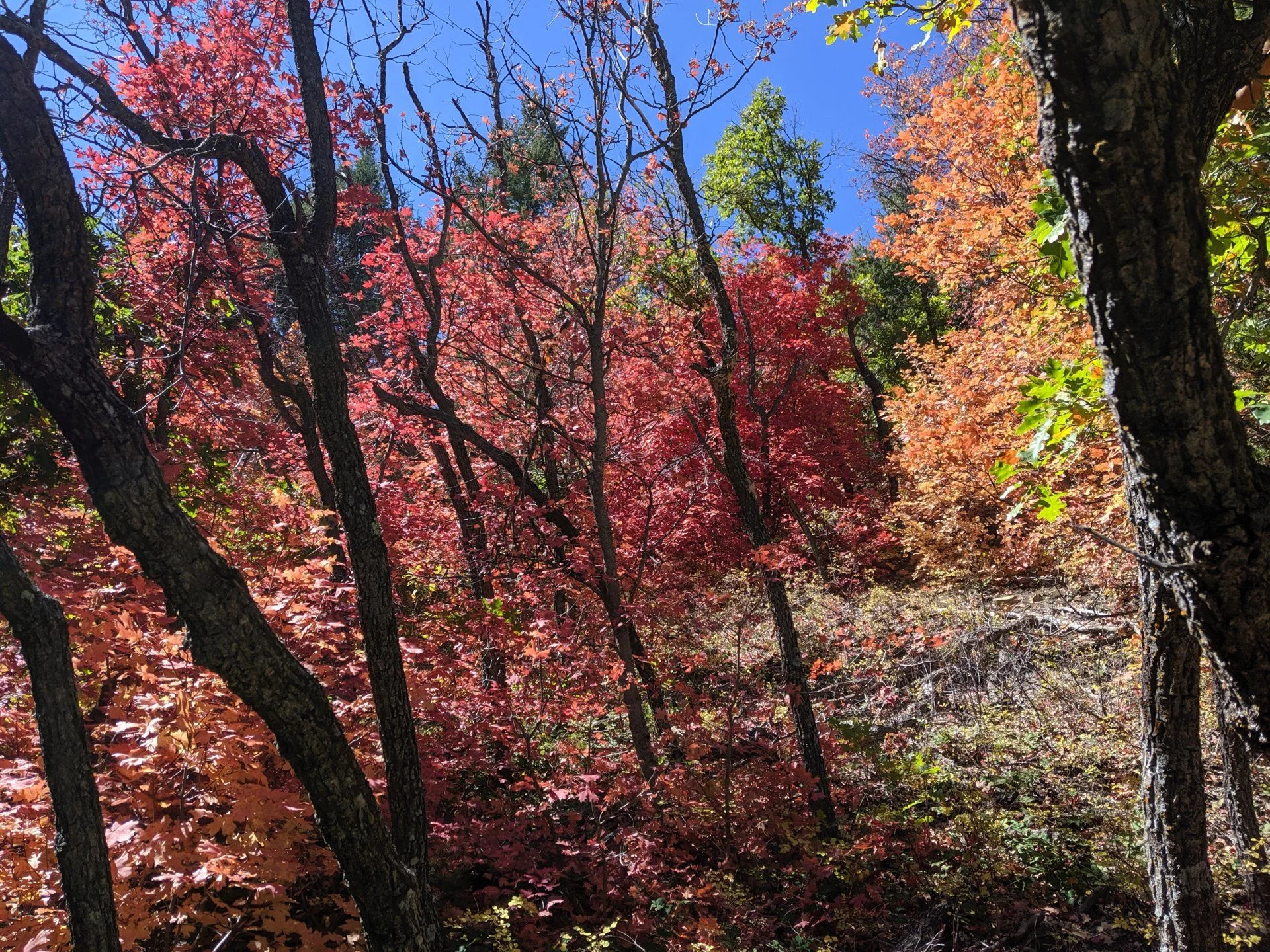 IMG_20191011_115436.webp