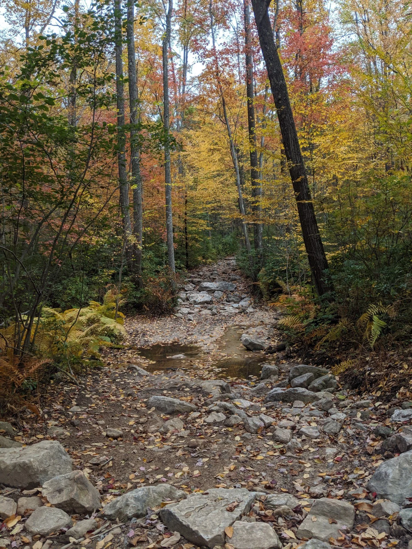 IMG_20191025_150228.webp