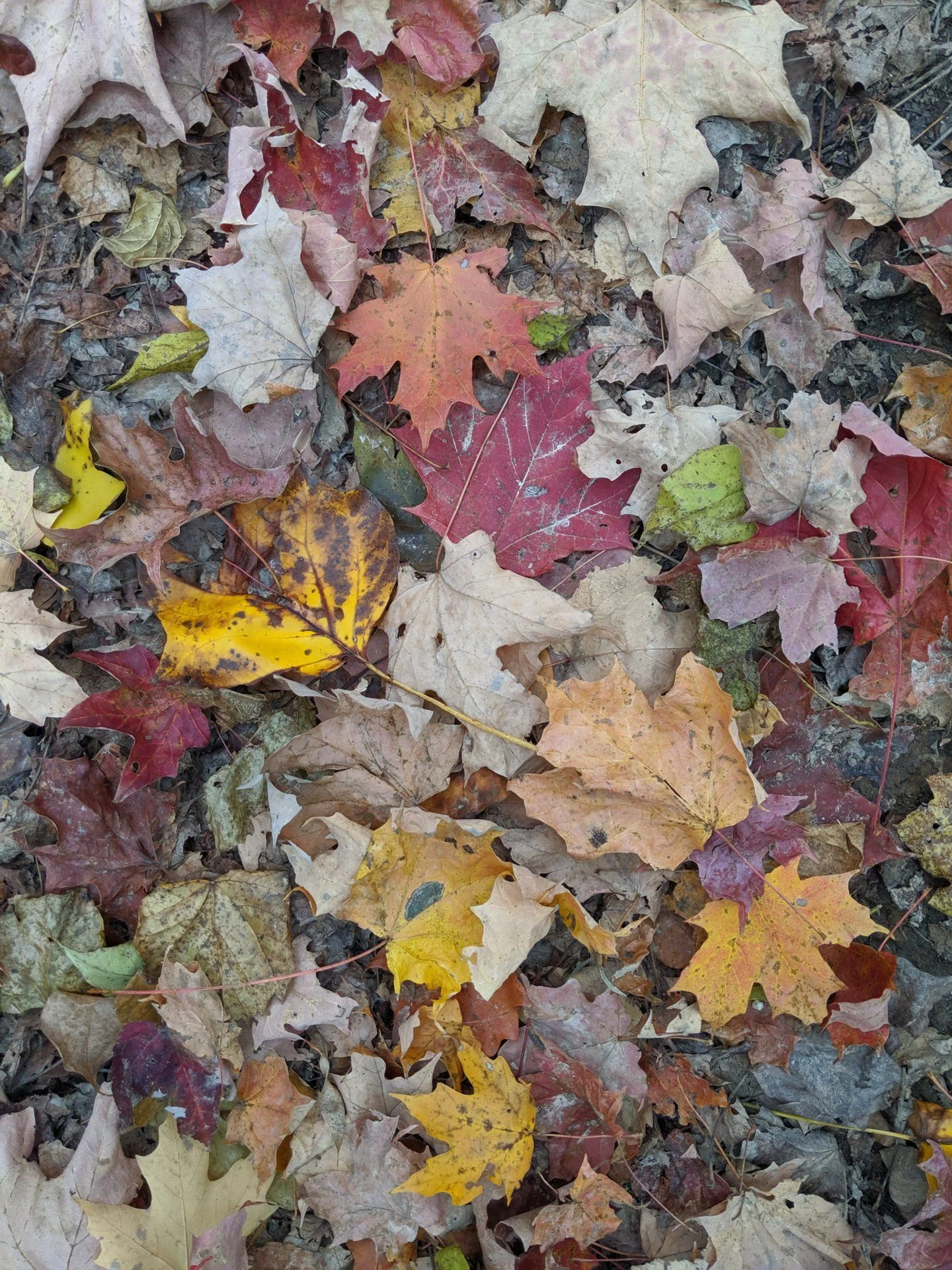 IMG_20191025_162302.webp