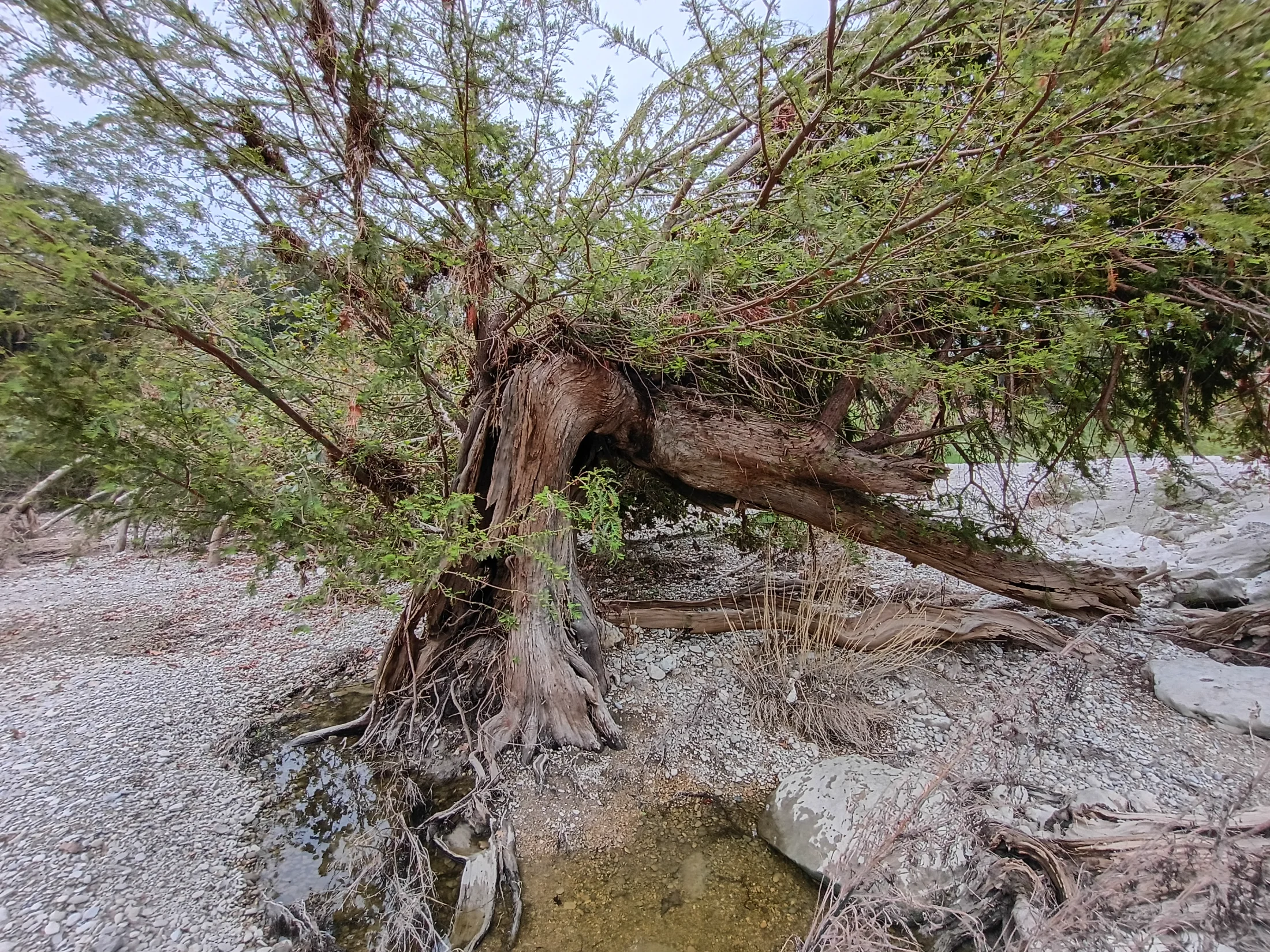 IMG_20250727_190439460_HDR.webp